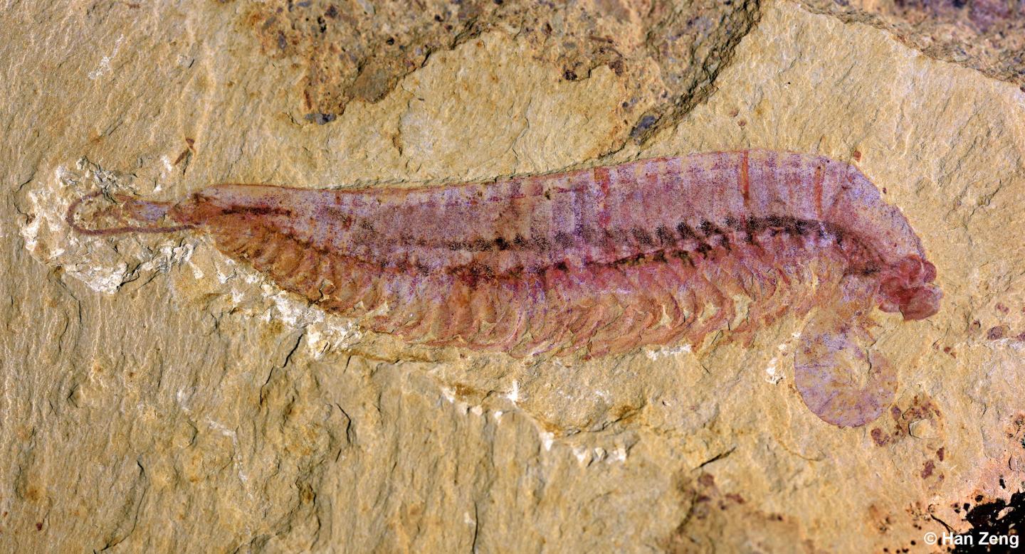 A 520-million-year-old five-eyed fossil revea | EurekAlert!