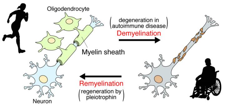Demyelination and Remyelination