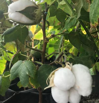 Cotton Plants