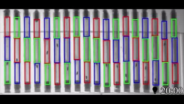 Time-Lapse Video