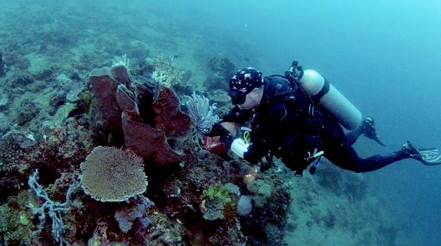 Expert Instructor Examines Coral Reef in Indonesia