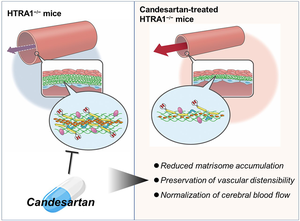 Therapeutic effect of candesartan on cerebral arteriopathy via inhibition of matrisome protein accumulation