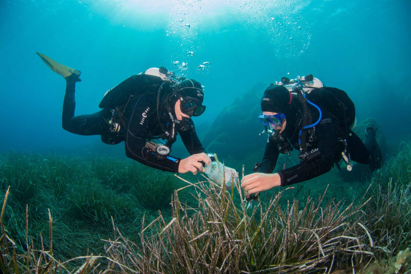 Divers Collect Sea Plants