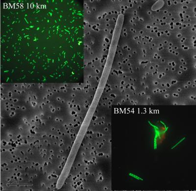 Deep-Sea Bacteria Have Strong Oil-Digesting Potential (1 of 6)