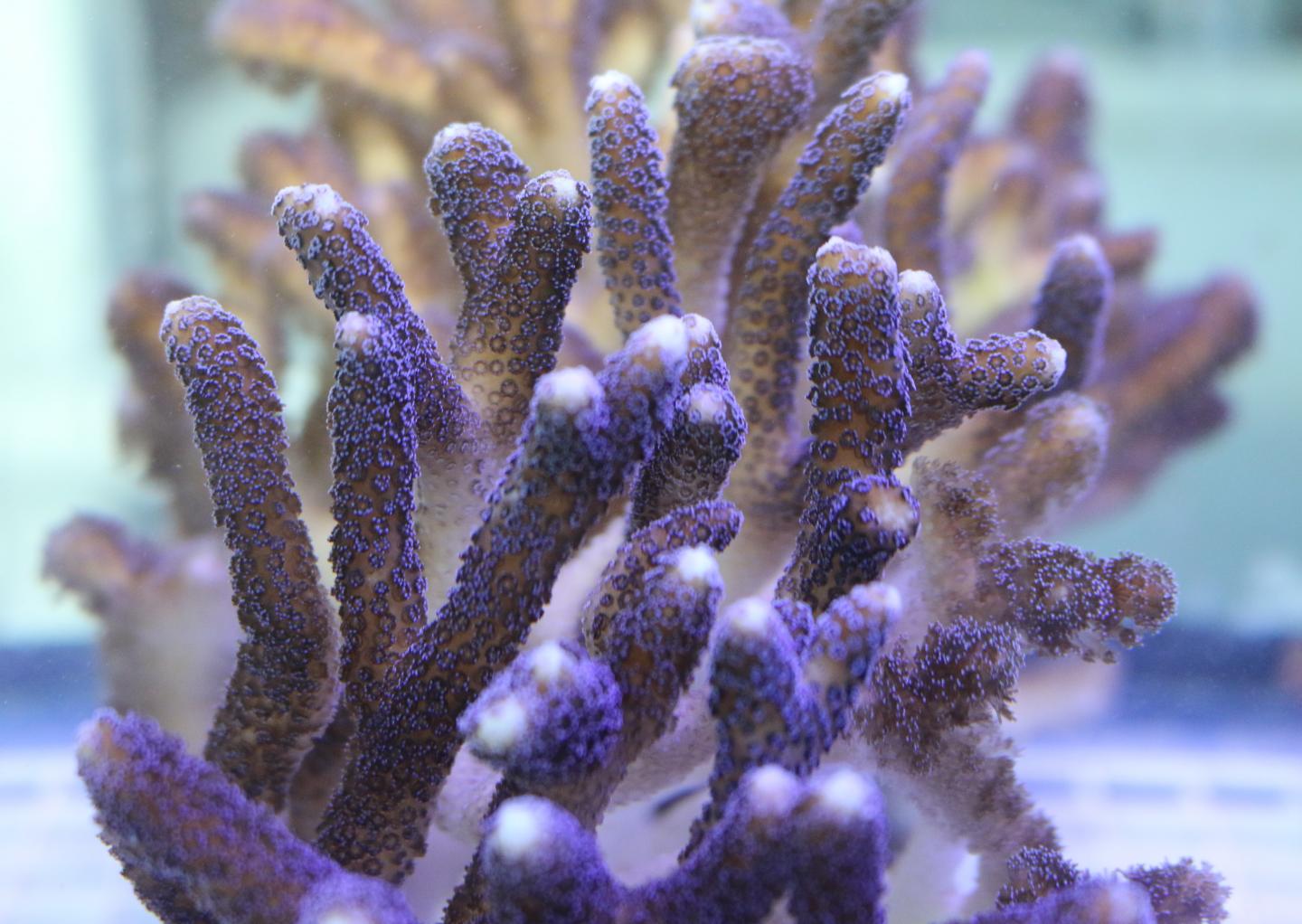 Stony Coral