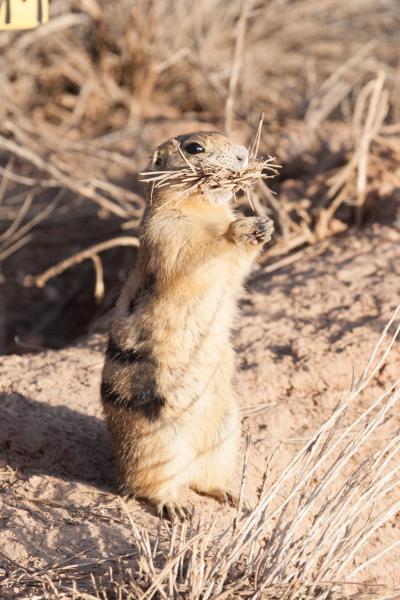 Prairie Dogs Do Dispersal Differently (13 of 15)