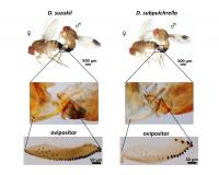 Ovipositor of <em>Drosophila suzukii</em>