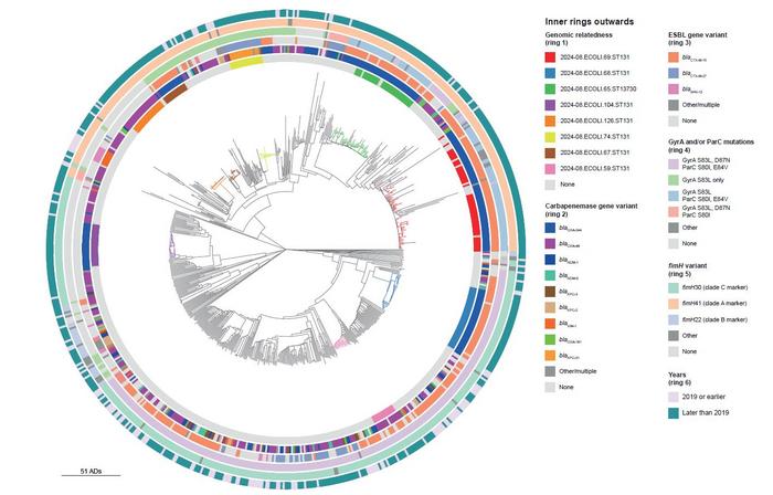 Phylogenetic tree of Escherichia coli ST131