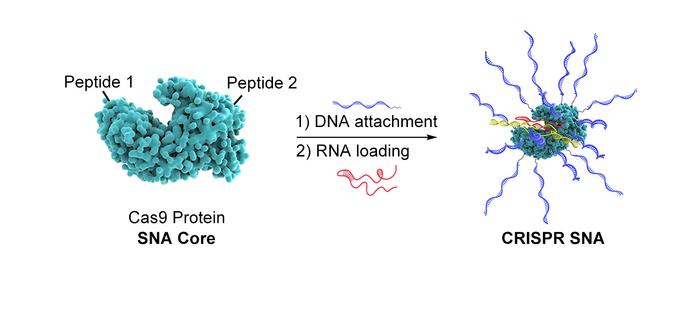 CRISPR SNA at work