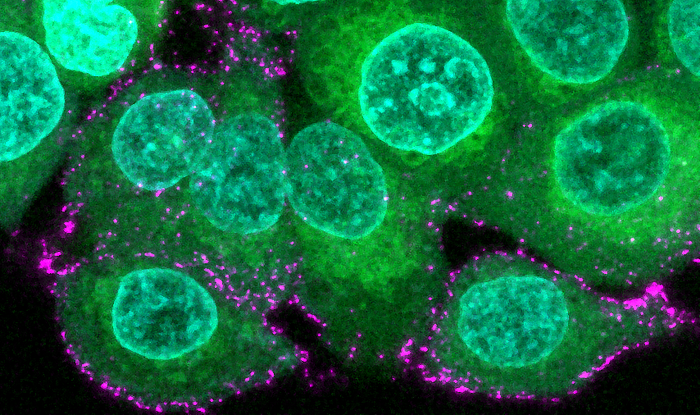 Image of human epithelial cells