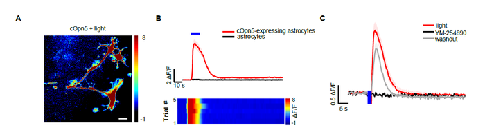 cOpn5 optogenetics effectively activates astrocytes