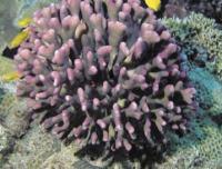 Coral and Algal Symbiosis