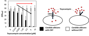 CNT makes Candida albicans sensitive to toyocamycin