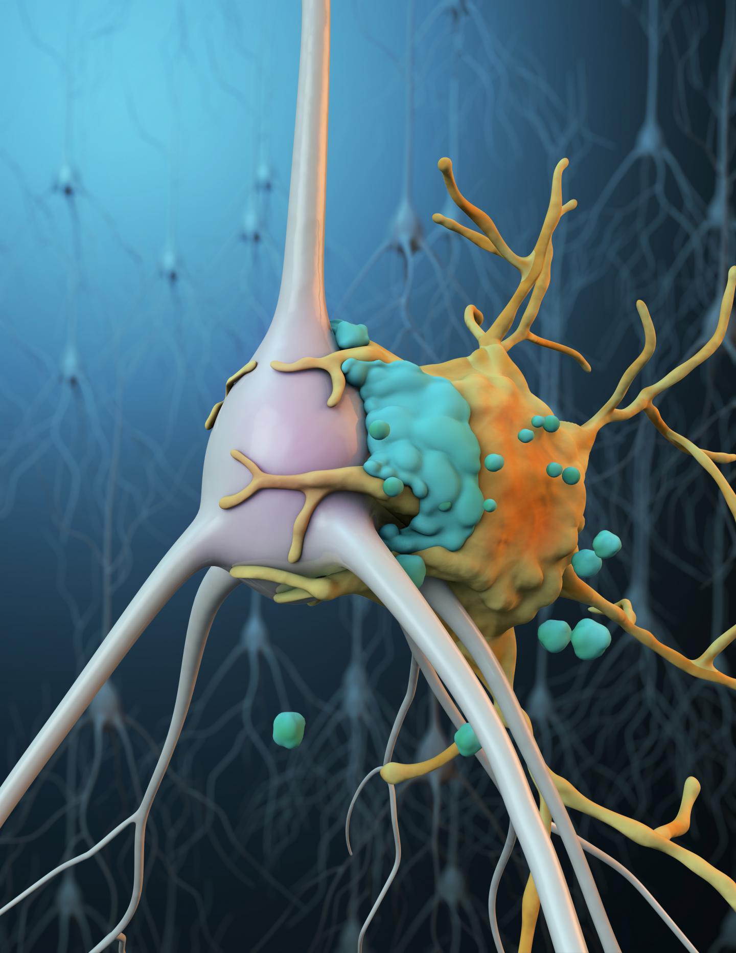 Sylized Illustration of Microglia Phagocytosis of a stressed neuron