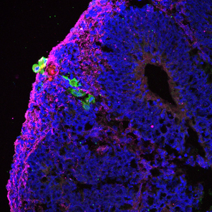 Hybrid cells engrafting onto retinal tissue