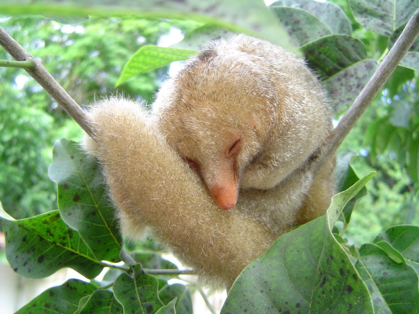 Research on the Silky Anteater II