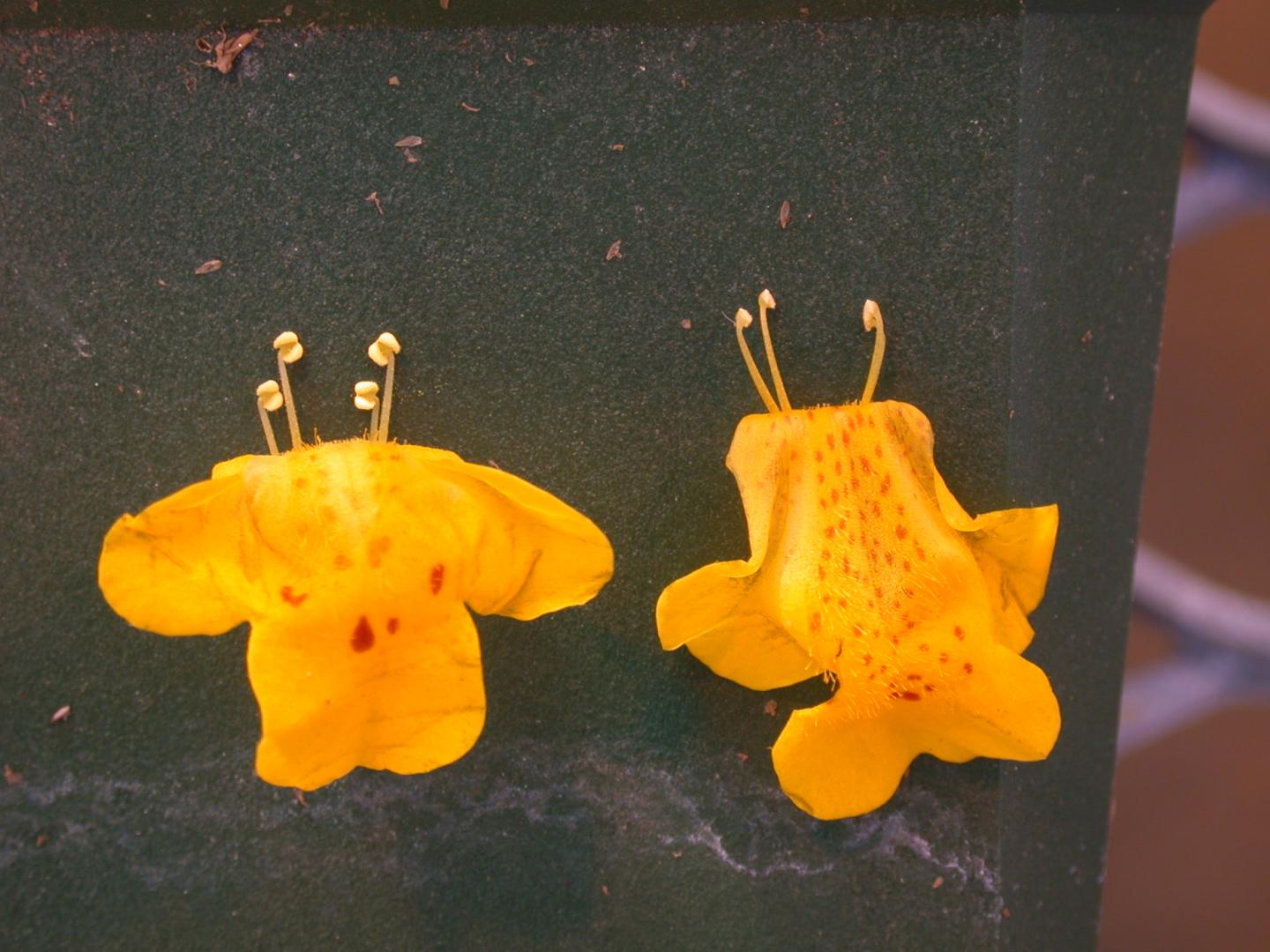 Yellow Monkeyflowers (<i>Mimulus guttatus</i>)