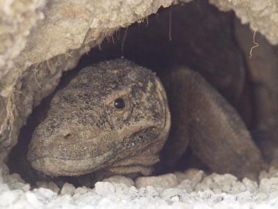 Female Komodo Dragon Guarding Nest