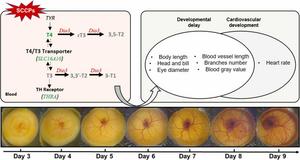 Chen et al Graphic Abstract