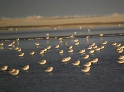 New Virus Discovered in Migratory Bird in the South of Brazil