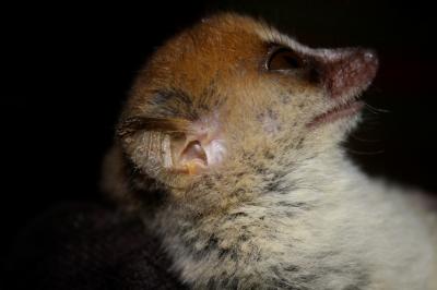 Brown Mouse Lemur and Lice