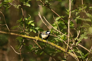 Great Tit at Wytham Woods
