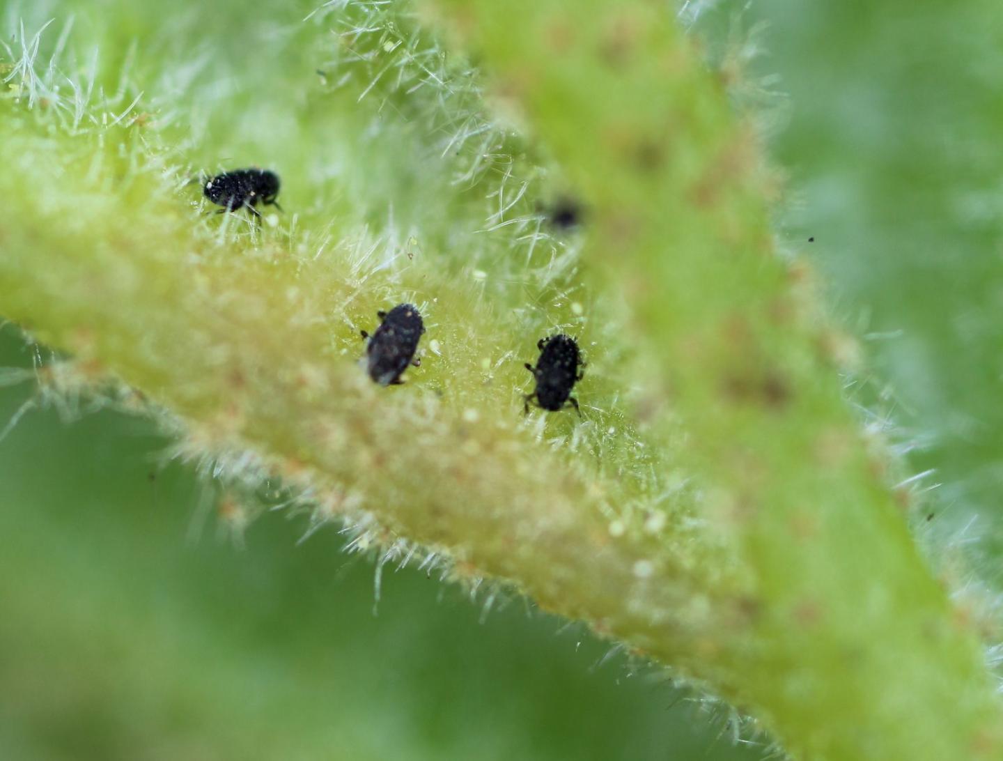 Gall-Making Aphids
