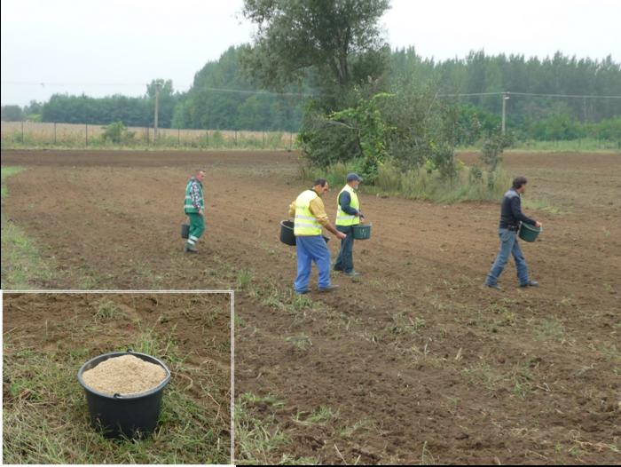 Seeding of native grass species at an industrial restoration site