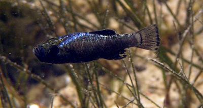 Scale-eating Pupfish