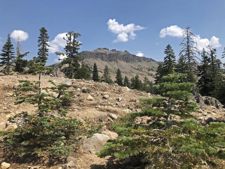 Remote areas studied for butterfly decline