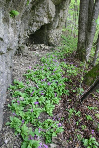 A Shootingstar Fragile to Global Warming