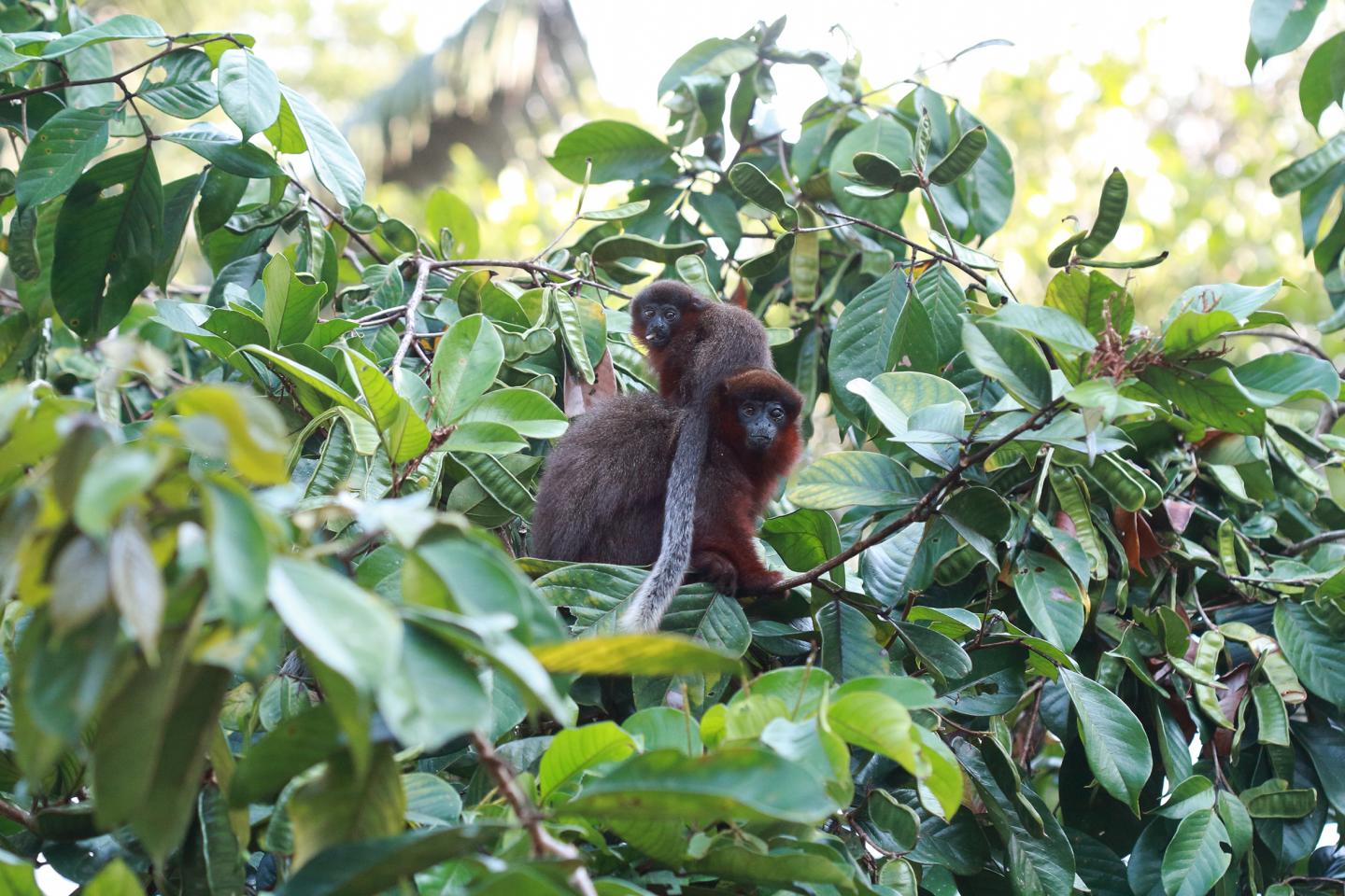 Coppery titi monkeys in the Amazon rainforest