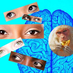 Live from the brain: Visual cues inform decis - Vimarsana News