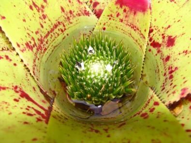 Bromeliad Microcosms