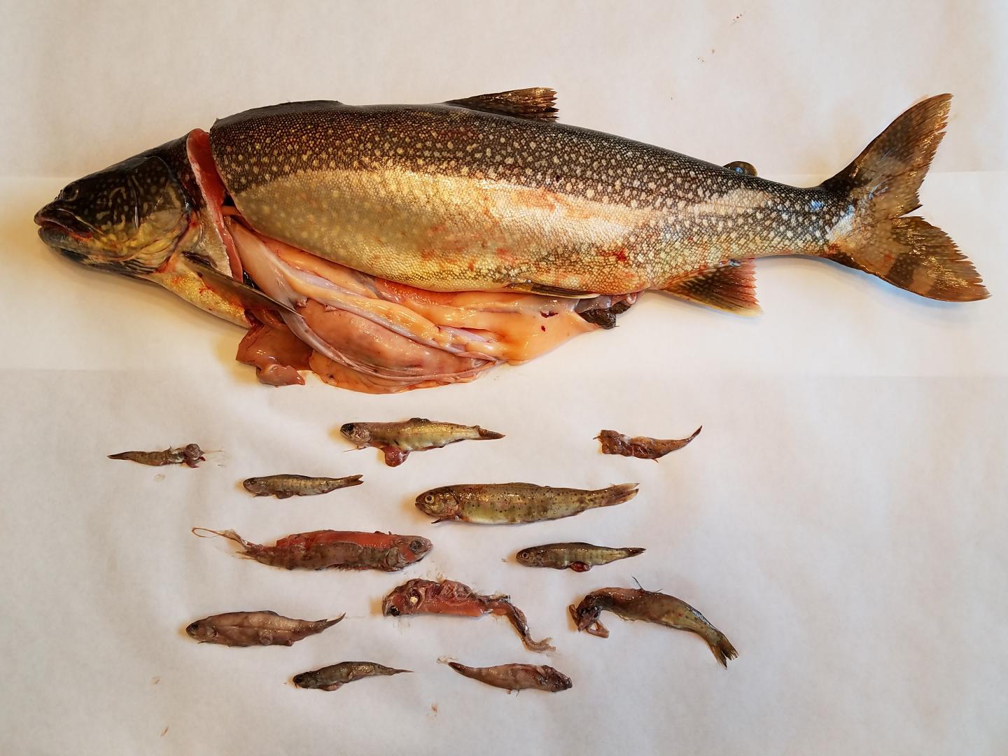 Invasion of Lake Trout in Yellowstone Changed EurekAlert!