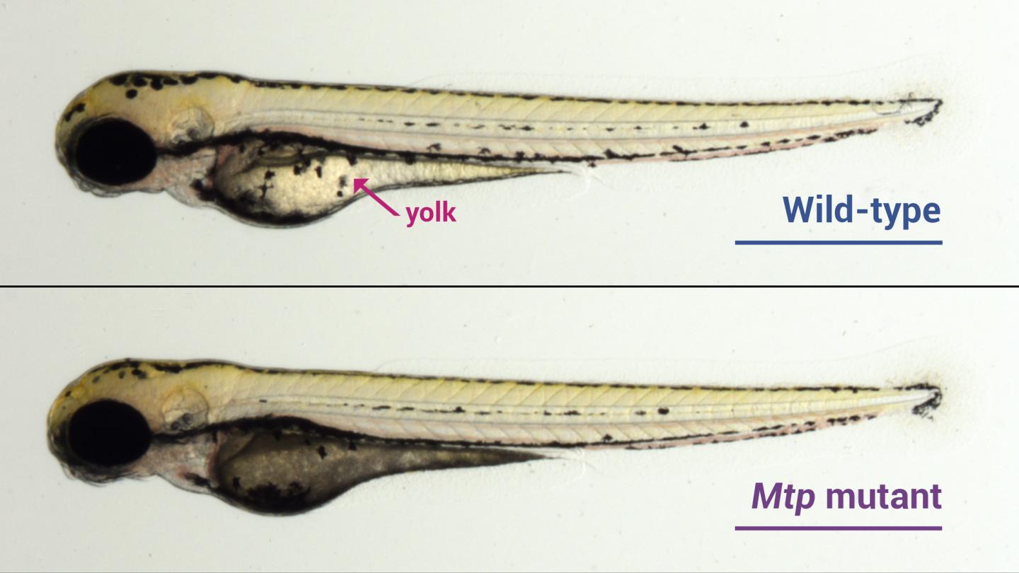 Lipids in zebrafish yolks