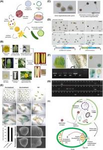 Magnetofected pollen gene delivery system applied to C. sativus.