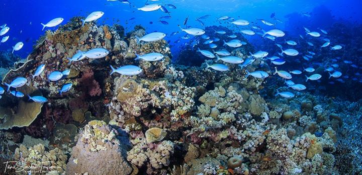 Simple framework helps future ocean studies