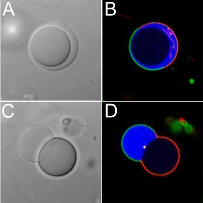 Simple Model Cell is Key to Understanding Cell Complexity