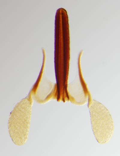 '<i>Oxypetalum solanoides</i>'