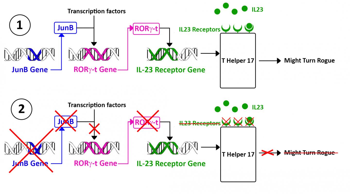 The Disruption of the JunB Gene Prevents T-Helper Rogue Cells to Become Toxic