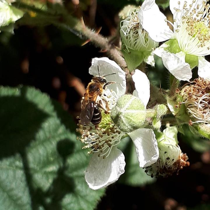 Short-Fringed Mining Bee, Andrena Dorsata