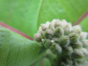 Monarch eggs