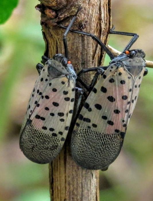 Spotted lanternflies