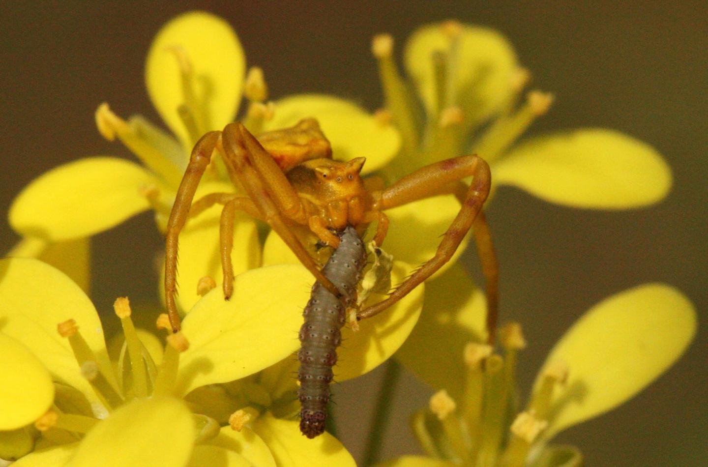 Crab Spider Eats Larvae