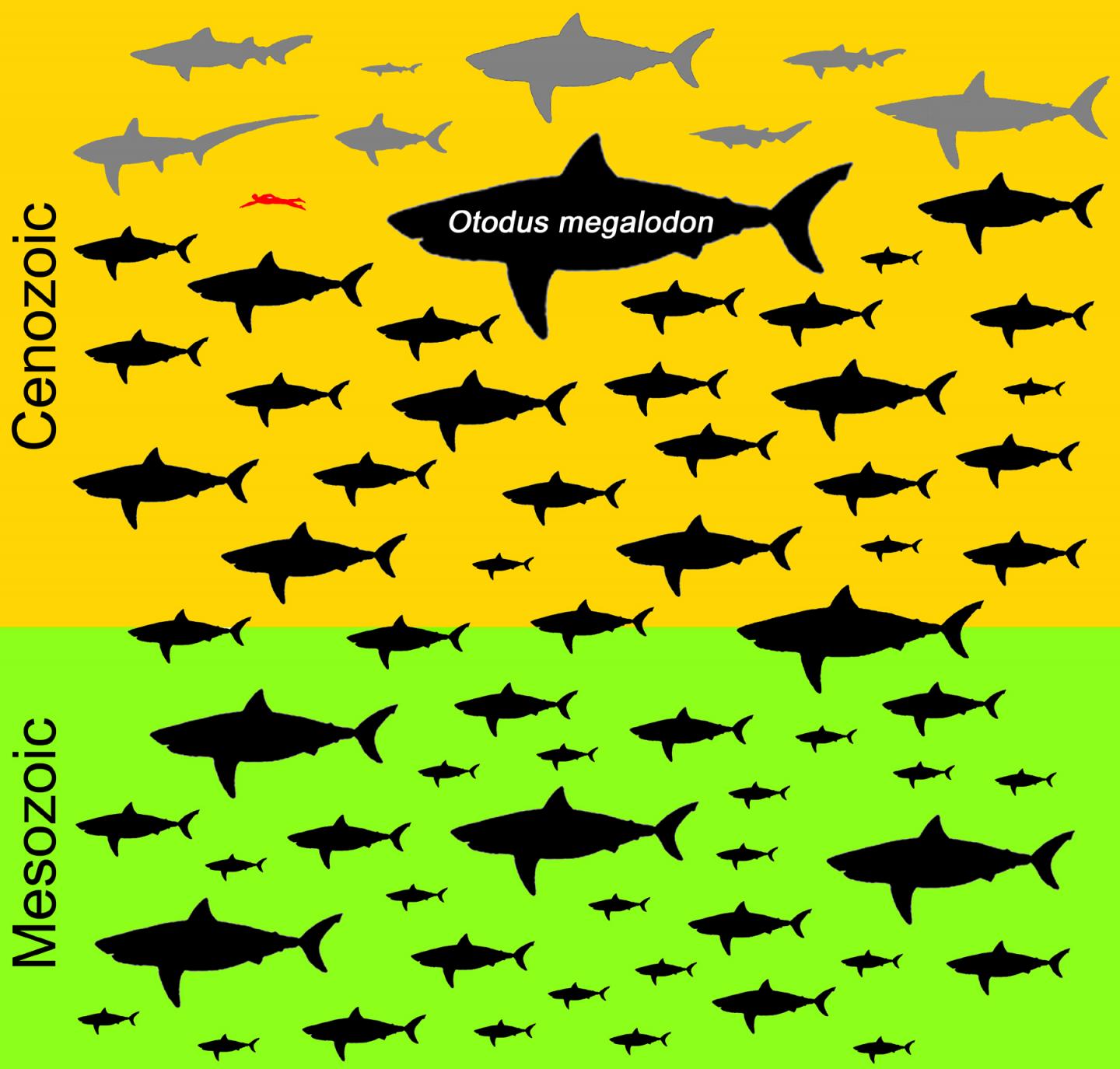 Body Size Of The Extinct Megalodon Indeed Off Eurekalert