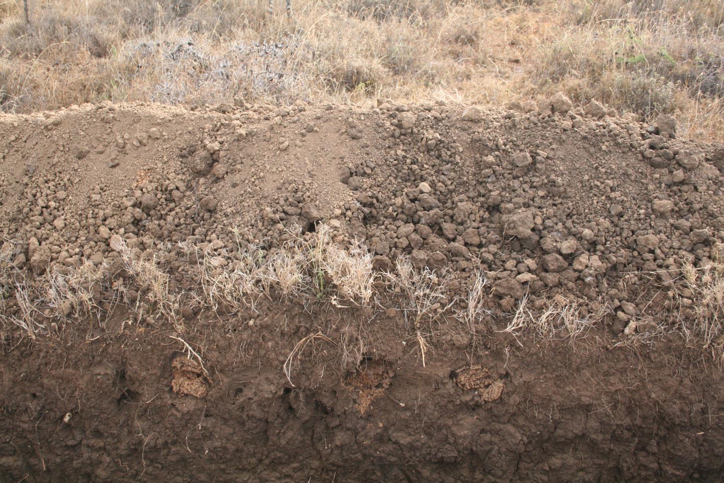 Termite Mounds Lead to 'Islands of Fertility' (4 of 12)