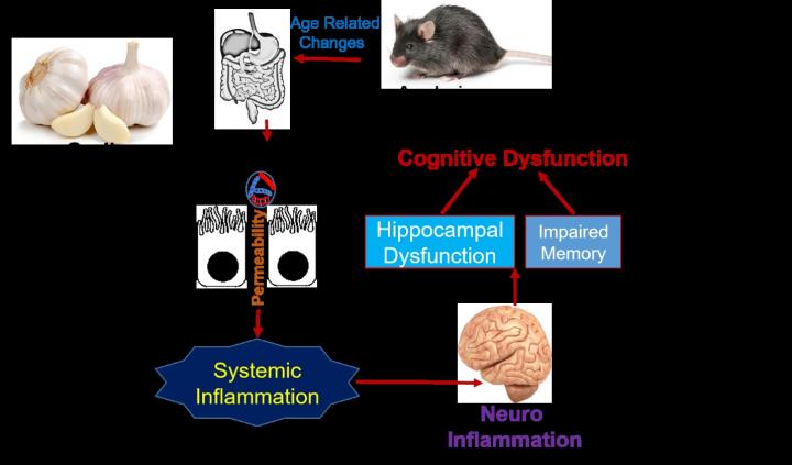 Garlic, Gut And Memory