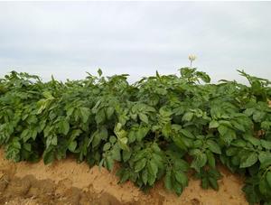 A battalion of RumaFeed potato plants