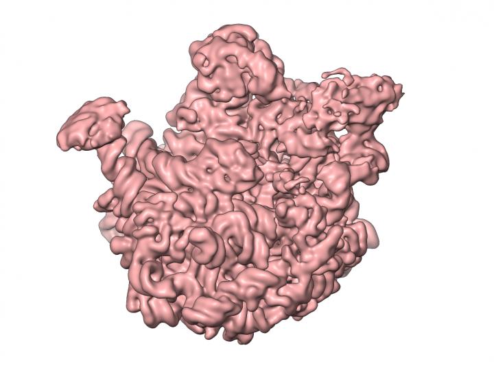 A 50S Ribosome Subunit